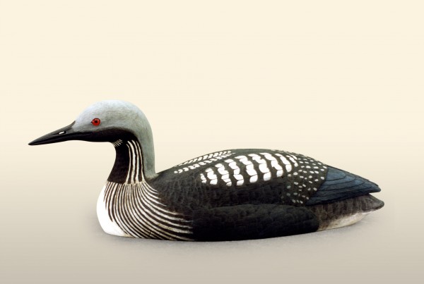 Black-Throated diver left view bird wood carving by Feathercarver David Patrick-Brown