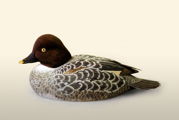 Goldeneye left side view bird wood carving by Feathercarver David Patrick-Brown