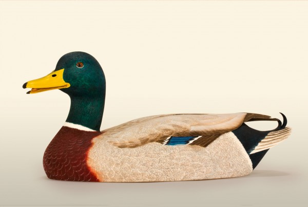 Mallard Drake 75% left view bird wood carving by Feathercarver David Patrick Brown