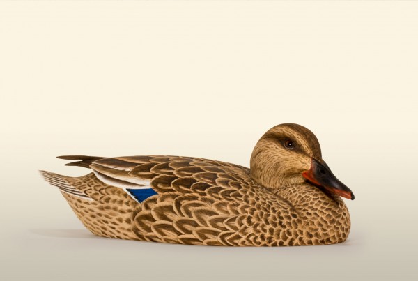 Mallard Hen 2013 75% right view bird wood carving by Feathercarver David-Patrick-Brown