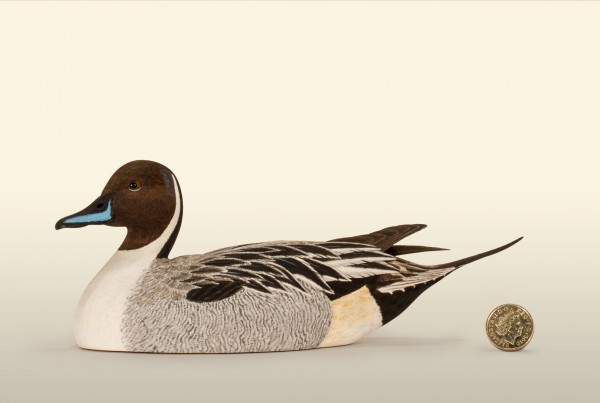 Pintail Drake 50% left view bird wood carving by Feathercarver David Patrick-Brown