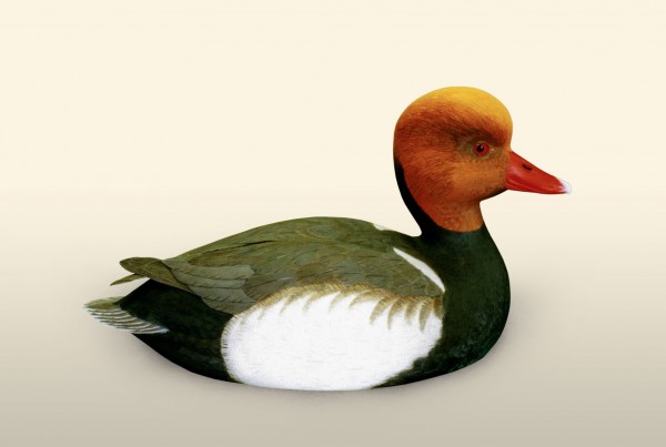 Red Crested Pochard right side view bird wood carving by Feathercarver David Patrick-Brown