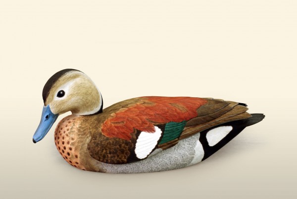 Ringed Teal left side view bird wood carving by Feathercarver David Patrick-Brown