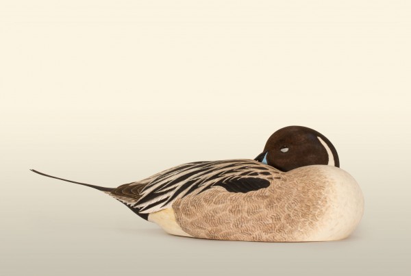 Sleeping Pintail Drake left view bird wood carving by Feathercarver David Patrick-Brown