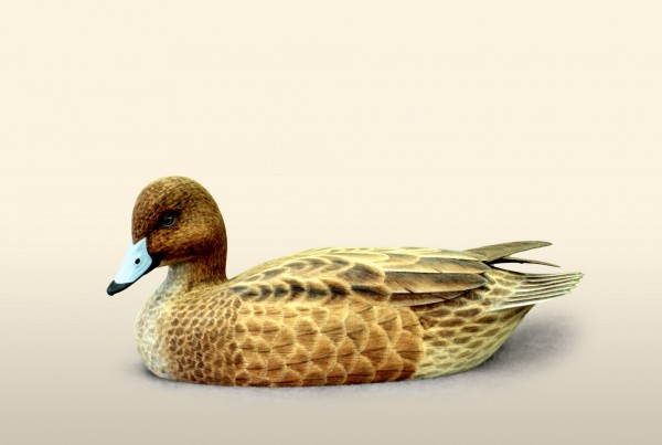 Widgeon Hen 75% bird wood carving by Feathercarver David Patrick-Brown