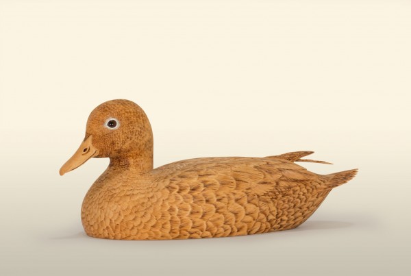 Teal Hen Unpainted left view bird wood carving by Feathercarver David Patrick-Brown