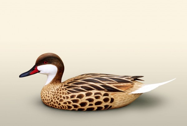 Bahama Pintail Drake left side view bird wood carving by Feathercarver David Patrick-Brown