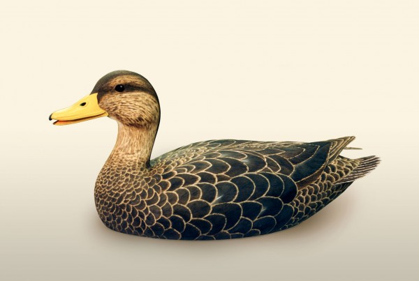 Black Duck left side view bird wood carving by Feathercarver David Patrick-Brown