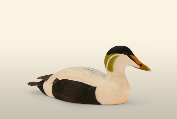 Eider Drake right side bird wood carving by Feathercarver David Patrick-Brown