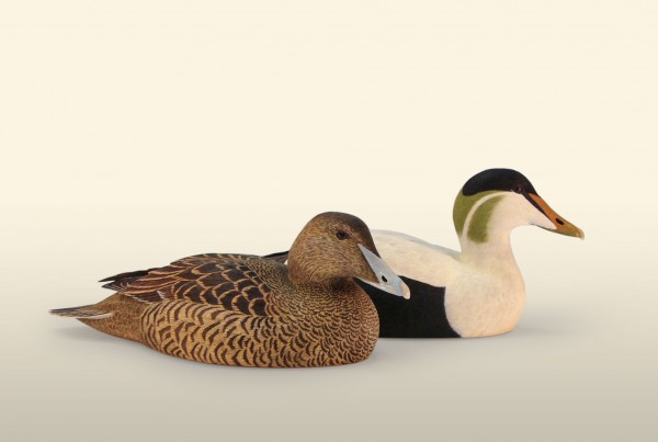 Eider pair of birds wood carving by Feathercarver David Patrick-Brown