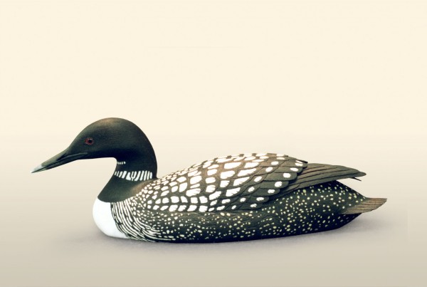 Great Northern Diver right side view bird wood carving by Feathercarver David Patrick-Brown