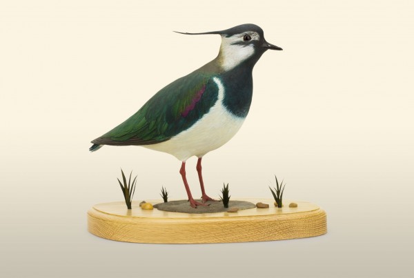 Lapwing 2014 right view bird wood carving by Feathercarver David Patrick-Brown