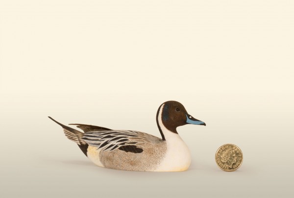 Pintail Drake 33% right view bird wood carving by Feathercarver David Patrick-Brown