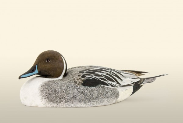 Pintail Drake 75% left view bird wood carving by Feathercarver David Patrick-Brown