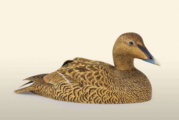 Eider Hen Unpainted 2015 right view bird wood carving by Feathercarver David Patrick-Brown