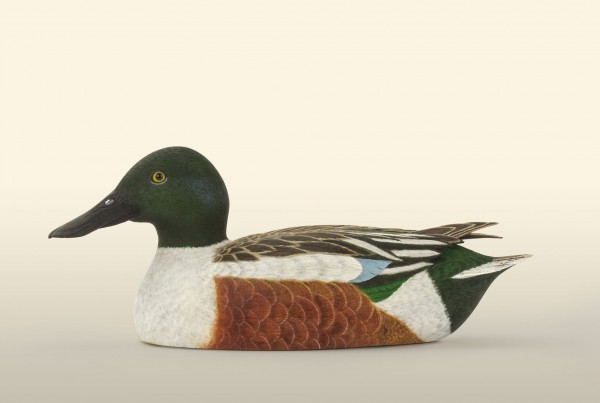 Shoveler-Drake-bird-wood-carving-by-feathercarver-david-patrick-brown