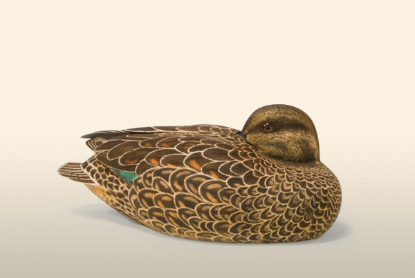 Sleeping Teal Hen right view bird wood carving by Feathercarver David Patrick-Brown